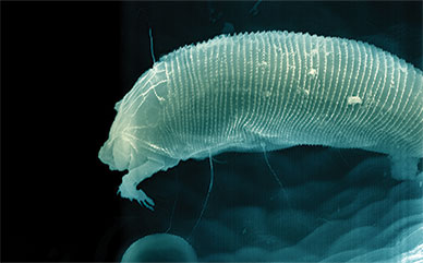 Mite on Locoweed seed pod