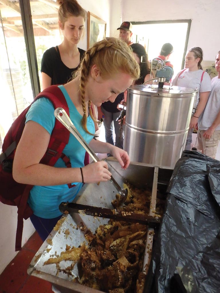 Jaelyn Whaley digs into fresh honey straight from the wax comb.