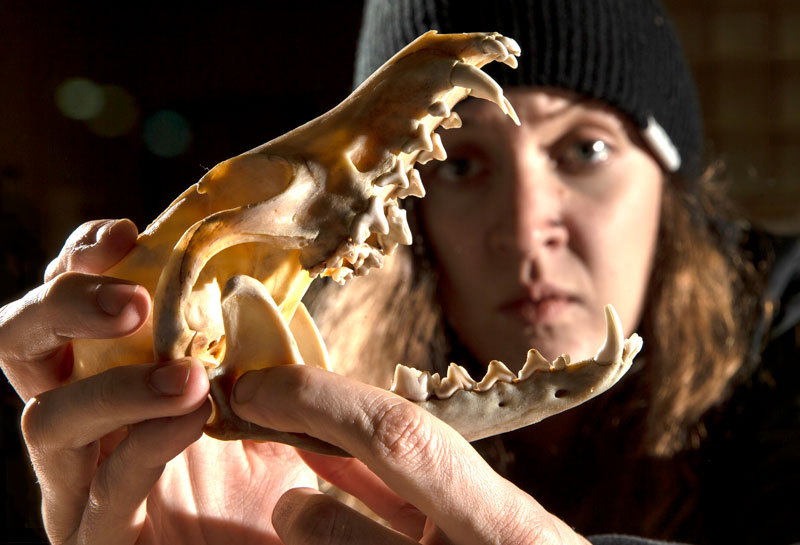 Student Katherine Peel studying the skull of a red fox