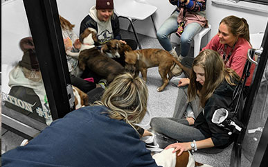 Volleyball athletes volunteering at the animal shelter in a room with a dog