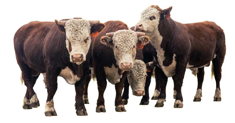 A Group of cows with ear tags