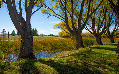 Fall trees overlook the LCCC campus pond.