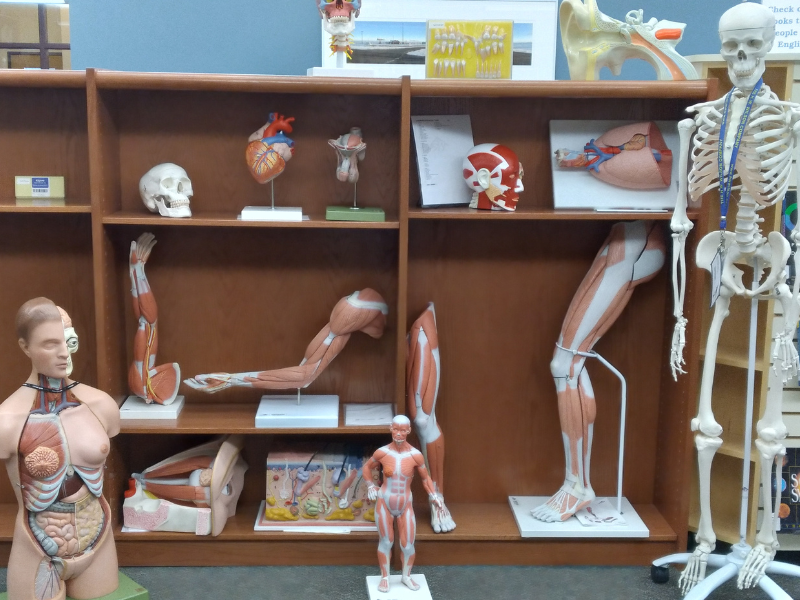Many different anatomy models