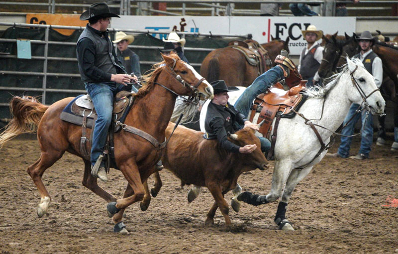 Photo from the 2022 Shawn Dubie Rodeo of a steer wrestler jumping off horse onto steer with partner on horse next to the steer