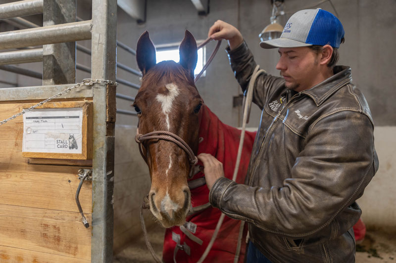 Photo of Wacey Flack standing next to a horse putting a bridal on the horse. 