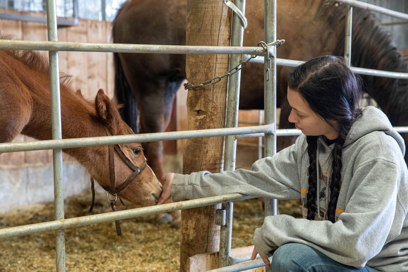 photo of a student feeding a colt