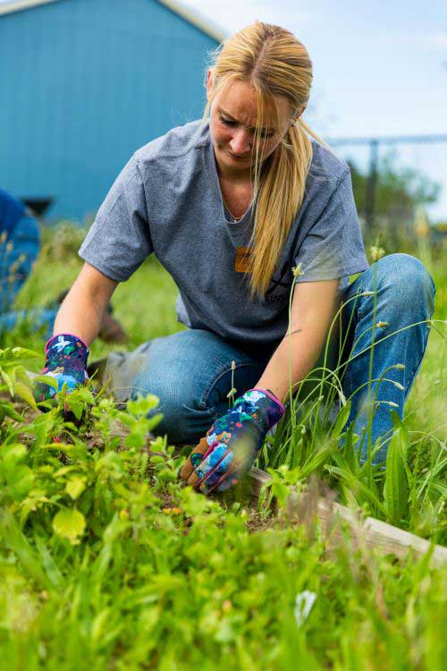 A woman with gardening gloves on works pulling weeds in the community garden raised bed with vegetables growing