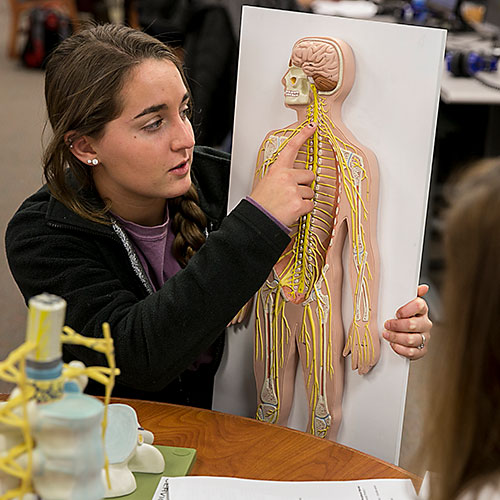 A student in LCCC's Health Sciences and Wellness Pathway studies in the Ludden Library