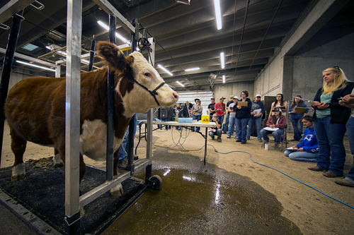 cattle ultrasound during ag class