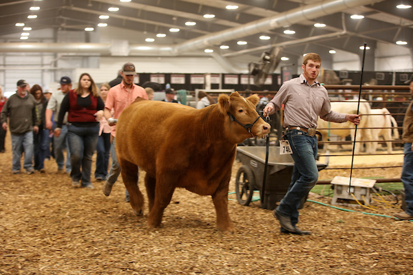 Boy leading steer to show ring 