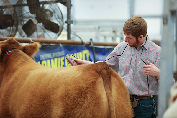 Boy clipping steer