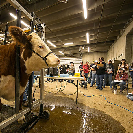 students taking notes in class in a semi circle around cow