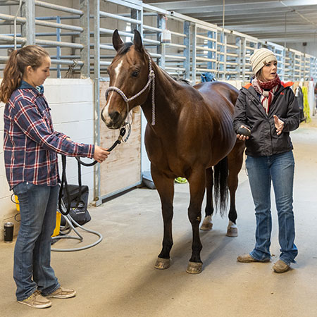 faculty talking about horse health with students and horse