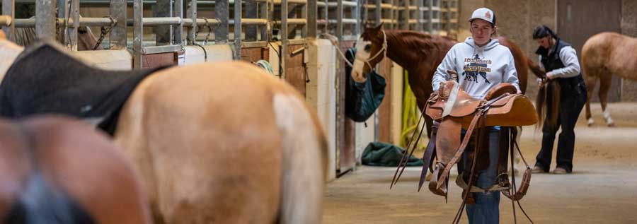 A student carrying a saddle by the stalls with horses in the foreground.